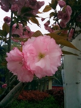 梦💞洁主播照片