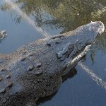 坐等开饭海报