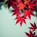 漂灵的枫叶海报
