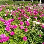 淡淡的忧伤∵∴海报