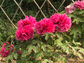 芒果果榴莲莲十二主播照片
