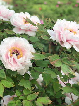 芒果果榴莲莲十二主播照片