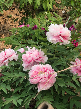 芒果果榴莲莲十二主播照片