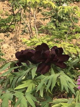 芒果果榴莲莲十二主播照片