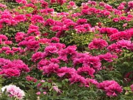 芒果果榴莲莲十二主播照片