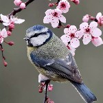 蓝山雀
