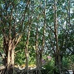 盛世中华雄狮的主播照片