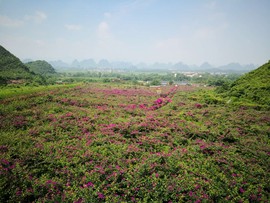 桂林旅游阿牛哥主播照片