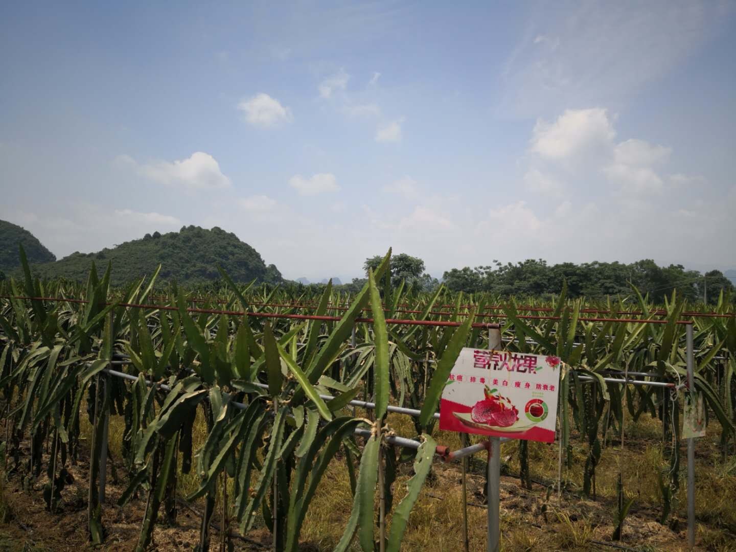桂林旅游阿牛哥的主播照片