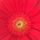甜蜜蜜o9海报