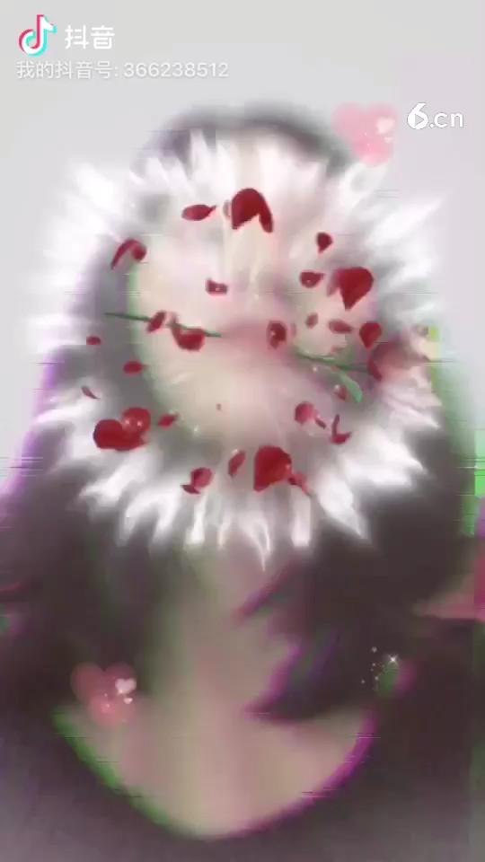 玫瑰花--&amp;lt;-&amp;lt;