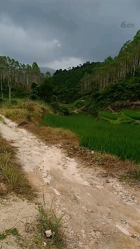 美景花园小区多草多木好地方