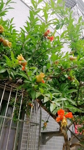 小石榴花果，太美了！