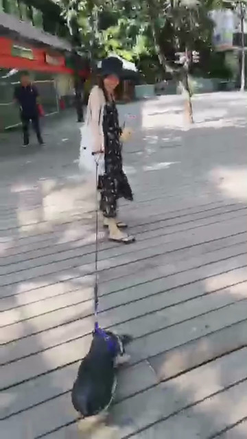 它不走