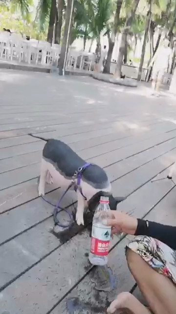 小猪