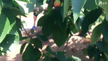 樱桃