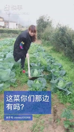草比菜大
