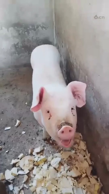 🐷