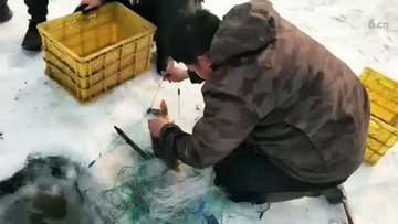 鲤鱼