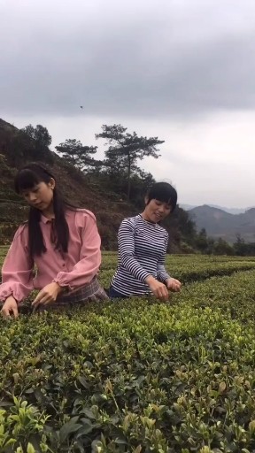 茶山情歌