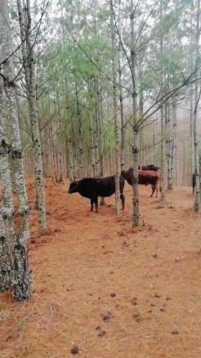 退耕还林的风景和牛的生活怎么样