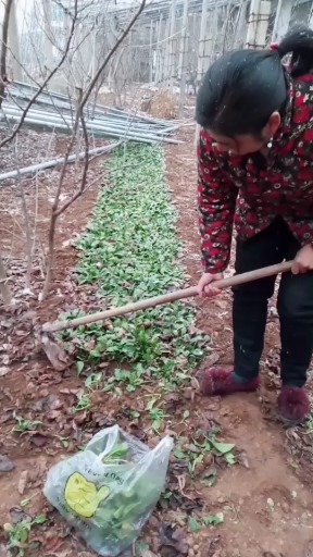 你哪里下雪了吗
