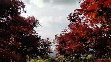 湖北红枫林