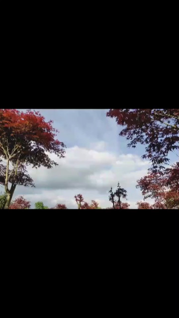 小江直播枫林景观