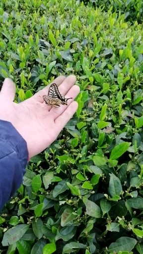 我叫柑橘风蝶，飞累了，