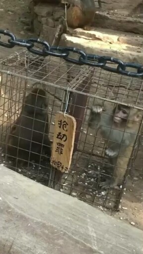 猴子犯罪一样被拘留