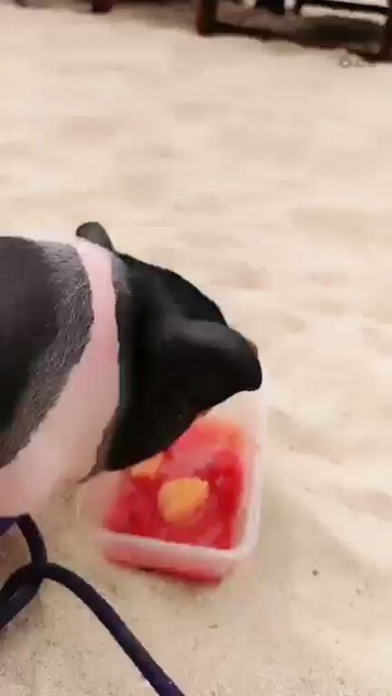 小猪吃🍉
