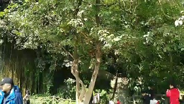 德天瀑布。真棒！