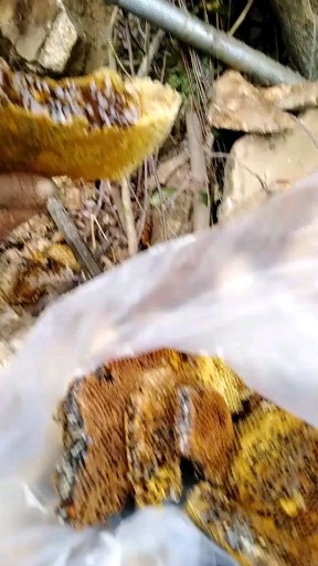 顶级野蜜