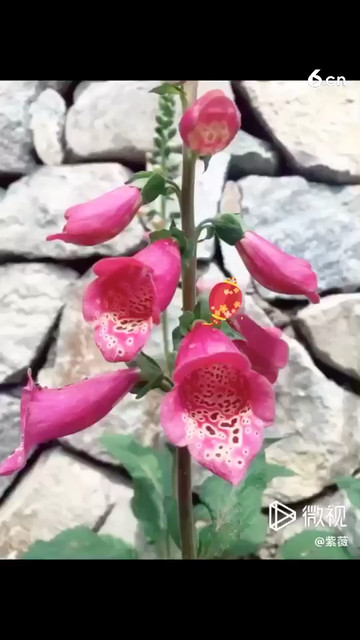 歌曲 尘埃里的花