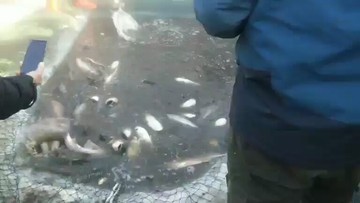 出鱼了