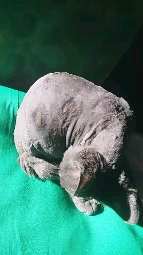 被抛弃的喵