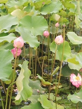 ♬默默✨小蛮宝☞🌜主播照片