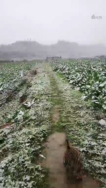 主播家那下雪了，是南方高兴坏了