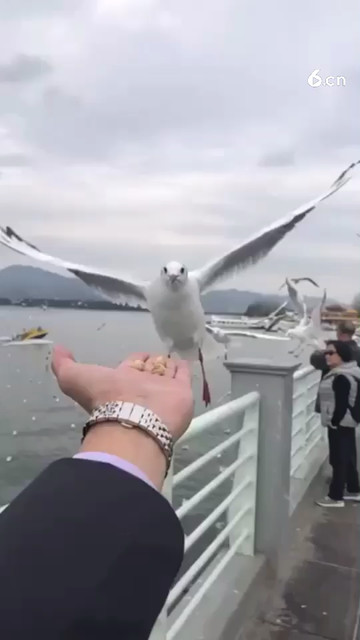 昆明红嘴鸥