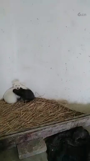 可爱的狗狗