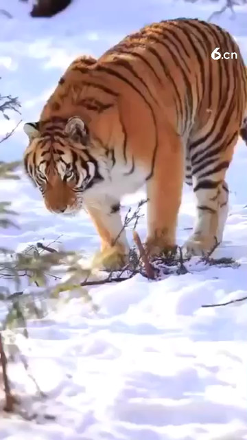 传说中的东北虎