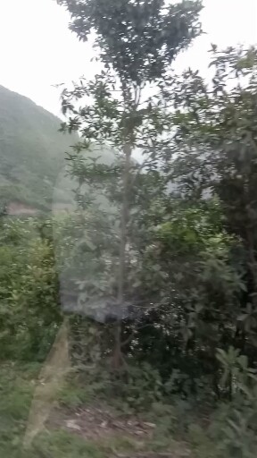 空气清新，风景优美