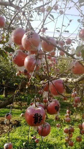 示范园的富士苹果🍎