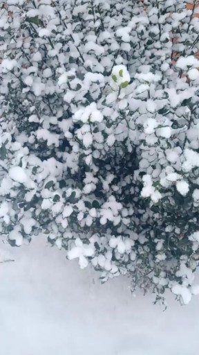 白茫茫的一片，一雪中漫步吧😄