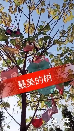 再美的树