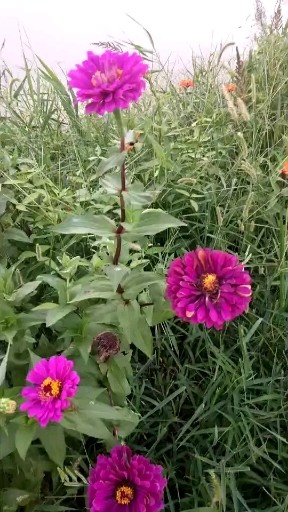 观花，玩水。