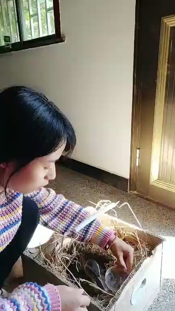 哎！可怜的鸭子