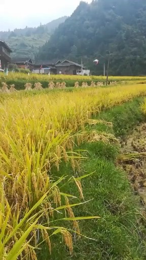 大丰收