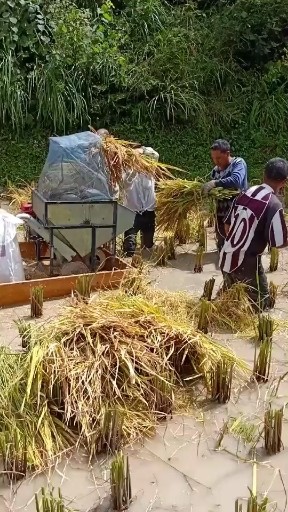 割稻