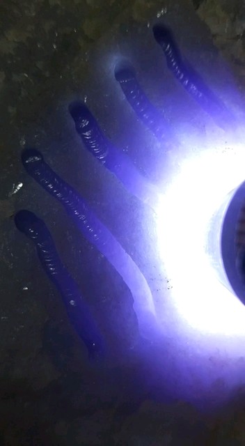 5.65公斤紫罗兰手镯料